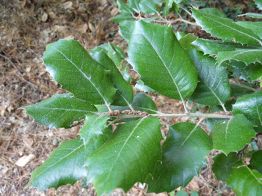 Feuilles alternes et coriaces de forme variable, tantôt fortement dentées tantôt dotées d'un bord lisse. Pourvues d'un petit pétiole, elles sont de petite taille (3 à 7 cm), brillantes et vertes dessus. Agrandir dans une nouvelle fenêtre (ou onglet)